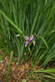 Iris graminea RCP5-2015 080.JPG